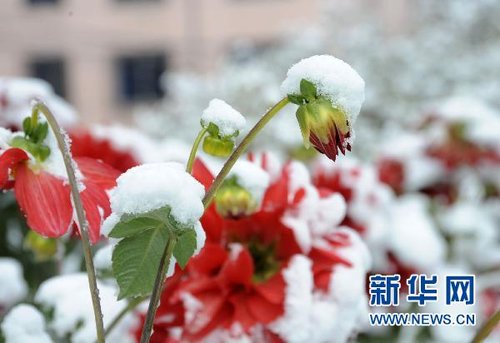 哈爾濱、大慶降下今年入冬以來第一場雪