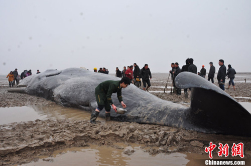 江蘇黃海海域4頭擱淺鯨魚(yú)死亡等待處理善后（圖）