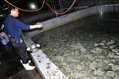 青島沿海沒魚吃加工廠關(guān)門 金鉤海米消失