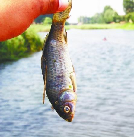 城陽洪江河2000平水面漂滿死魚