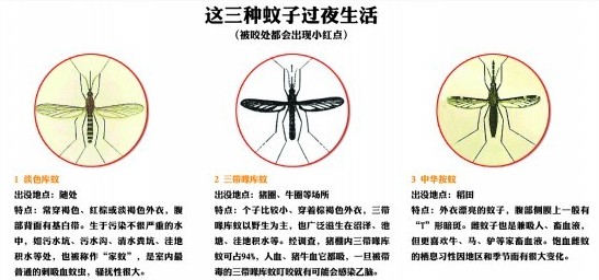 圖示青島常見7種蚊子 早五晚六吸血最猛