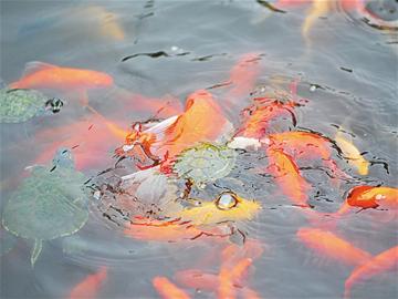 危險(xiǎn)巴西龜入侵青島 群龜啃食小魚觸目驚心