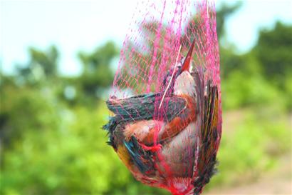 野生鳥被買賣當(dāng)美味和玩物 剛長(zhǎng)毛幼鳥難逃魔掌等死