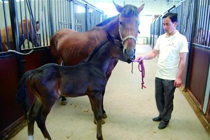 代孕蒙古馬生下法國良駒 落地身價十幾萬