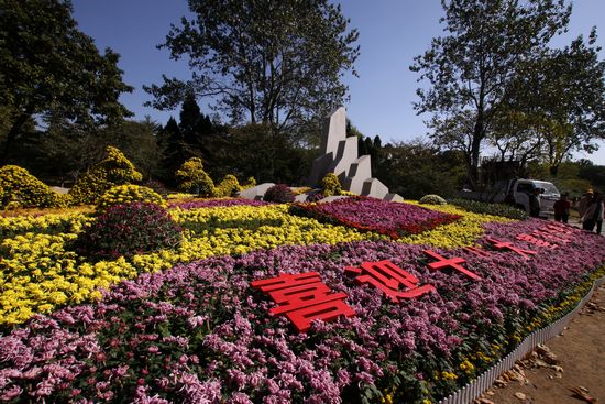 青島中山公園30萬盆菊花爭奇斗艷