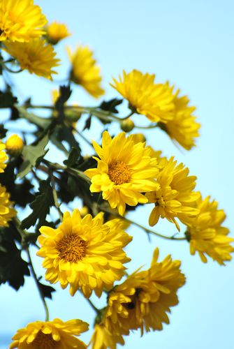 青島中山公園30萬盆菊花爭(zhēng)奇斗艷