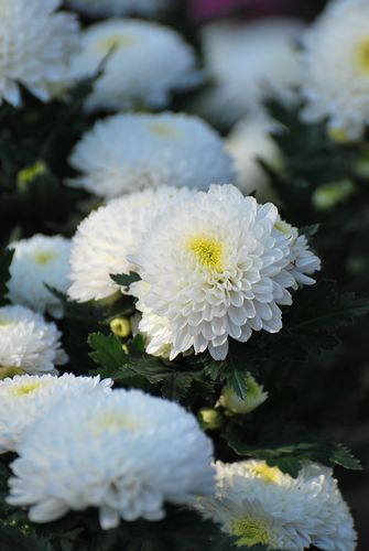 青島中山公園30萬(wàn)盆菊花爭(zhēng)奇斗艷