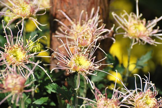 青島中山公園30萬盆菊花爭奇斗艷