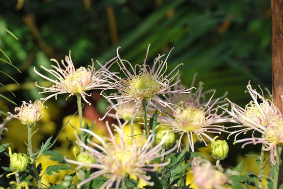 青島中山公園30萬盆菊花爭奇斗艷