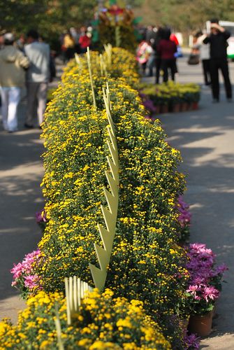 青島中山公園30萬盆菊花爭奇斗艷