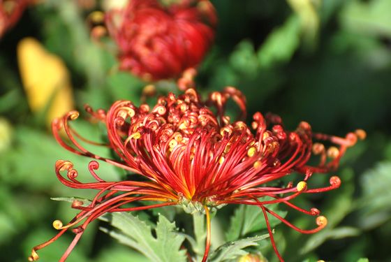 青島中山公園30萬盆菊花爭奇斗艷