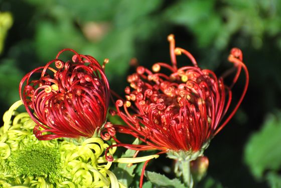 青島中山公園30萬盆菊花爭奇斗艷