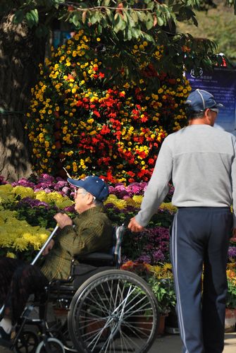 青島中山公園30萬盆菊花爭奇斗艷