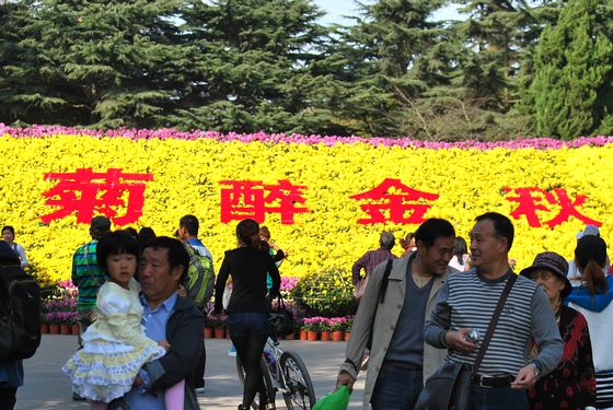 青島中山公園30萬盆菊花爭奇斗艷