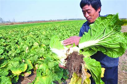 青島早熟大白菜跌至四年最低價 5分錢一斤也難賣