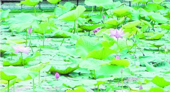 膠州少海濕地蘆葦荷花綿延天際 飛禽走獸暢游