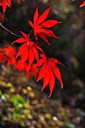 嶗山昨日喜迎初雪 曬大美巨峰深秋紅葉