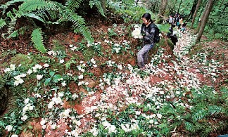 愛(ài)情天梯萬(wàn)朵白玫瑰神秘買主揭秘:花系云南空運(yùn)