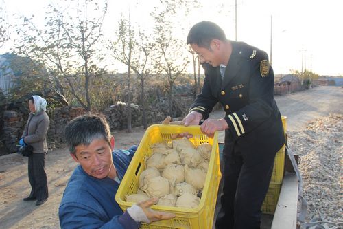 水晶梨滯銷愁壞萊西果農(nóng) 8毛賤賣湊醫(yī)療費(