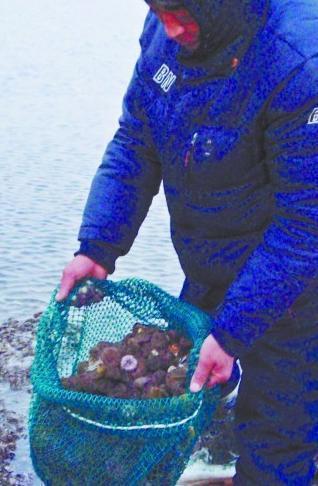 大量海膽入侵黃島20年罕見(jiàn) 吃光海草餓死參鮑