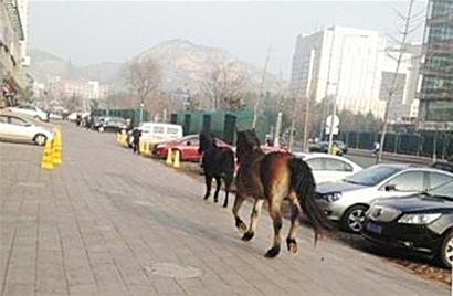 兩賽馬撒歡逛馬路 闖紅燈穿車流跑六公里