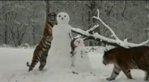 動物園老虎“圍攻”雪人 直撲臉部將其摧毀(圖)