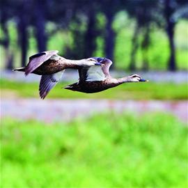 青島賞鳥圖出爐 9大濕地成鳥類天堂