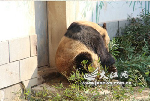 南昌動(dòng)物園大熊貓變“黃貓” 園方稱很正常（圖片來(lái)源江西微博）