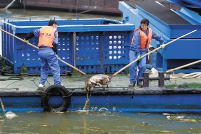 上海已制止浙江養(yǎng)殖戶向河道扔死豬 自來水合格