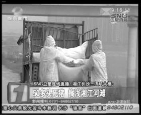 相關部門組織附近居民清理死豬。據(jù)現(xiàn)場工作人員稱，這樣的貨車清了好幾車。