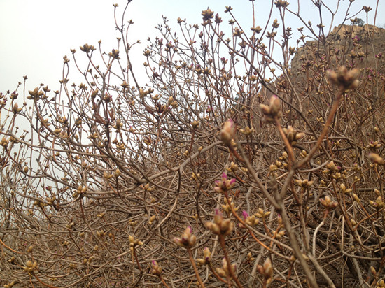 膠南大珠山杜鵑花會無花可看，市民稱花錢看樹枝