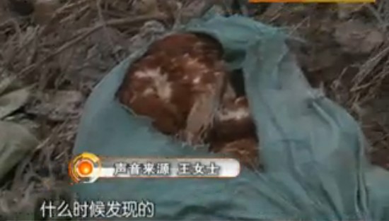 即墨水塘驚現(xiàn)百余死雞 腐爛臭氣飄千里