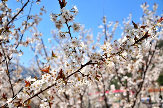 踏春賞花攻略:1元嶗山踏青 2元大珠山賞杜鵑