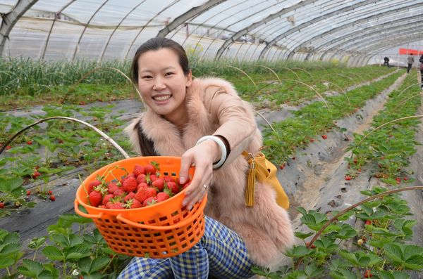 膠北賞花會開幕 市民賞花摘草莓享受天然