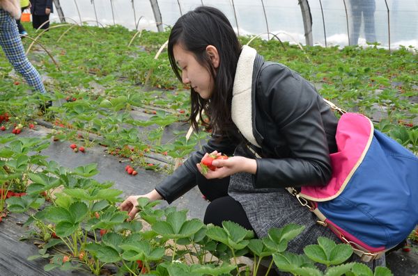 膠北賞花會開幕 市民賞花摘草莓享受天然