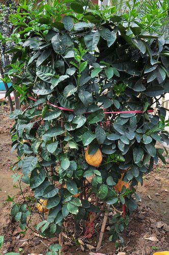 城陽(yáng)打造首家熱帶觀賞園 南國(guó)植物現(xiàn)青島