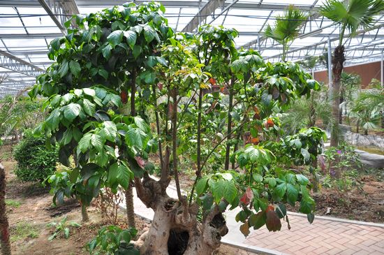 城陽(yáng)打造首家熱帶觀賞園 南國(guó)植物現(xiàn)青島