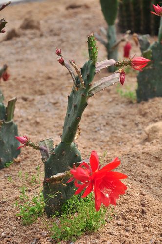 城陽(yáng)打造首家熱帶觀賞園 南國(guó)植物現(xiàn)青島