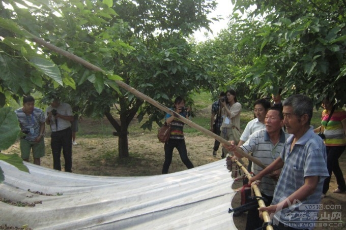 一顆椹果引來百萬游客