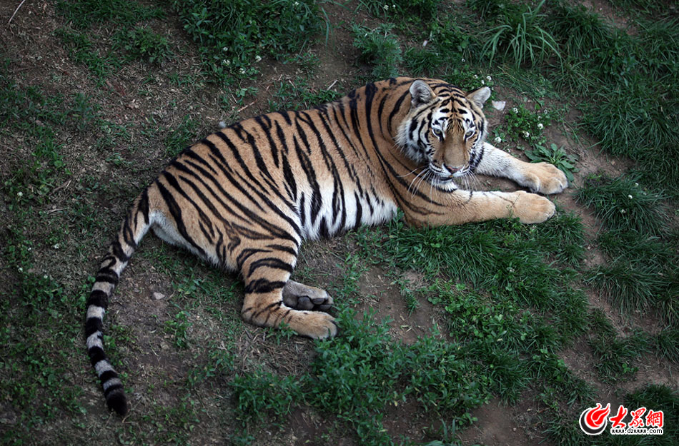 西霞口神雕山野生動物自然保護區(qū)位于威海的榮成市成山鎮(zhèn)西霞口村東北處，臨海兀立，山勢陡峭?？偼顿Y已超過1億元，全區(qū)占地3800畝，是全國最大的、風(fēng)格最獨特的海岸野生動物自然保護區(qū)。