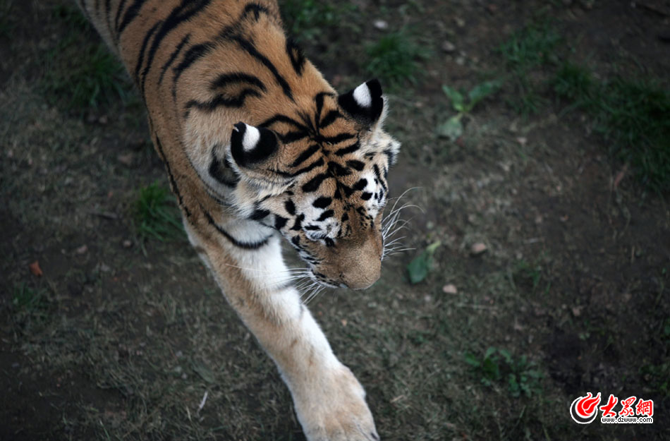 西霞口神雕山野生動物自然保護區(qū)位于威海的榮成市成山鎮(zhèn)西霞口村東北處，臨海兀立，山勢陡峭?？偼顿Y已超過1億元，全區(qū)占地3800畝，是全國最大的、風(fēng)格最獨特的海岸野生動物自然保護區(qū)。