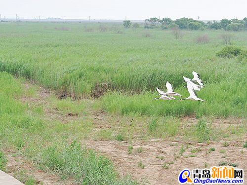 丹頂鶴低飛過(guò)蘆葦  